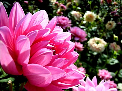du doan xo so gia lai chinh xac 100