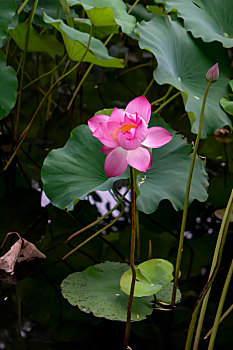 soi cau xs bach kim