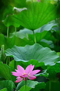 xo so binh phuoc