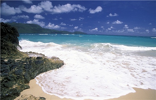 rong bach kim mien bac