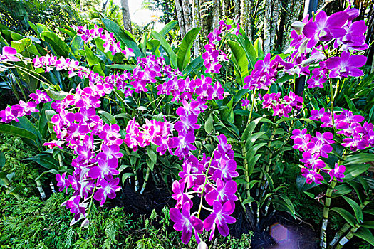 soi cầu miền nam wap