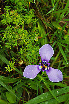 bạch thủ khung 3 ngày miễn phí