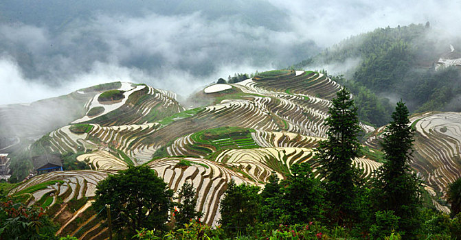 soi cau lo gan