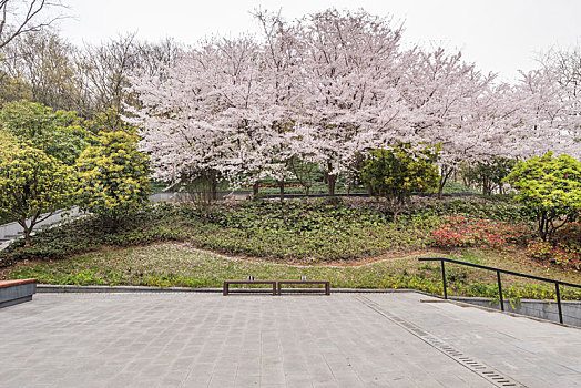soi cau bach thu mien bac