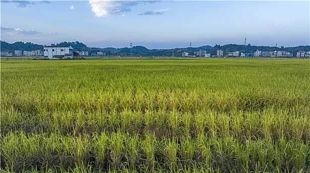 ban ca san thuong 3 cay