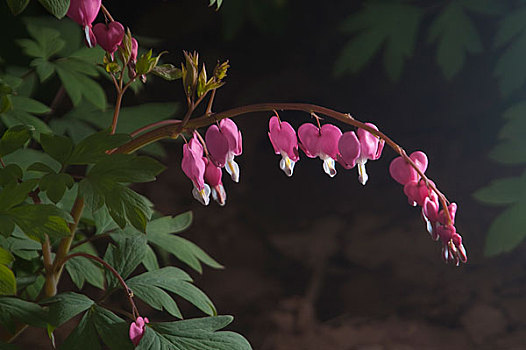 cầu lô ba miền