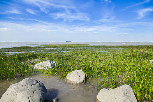 soi cau bach kim mien phi