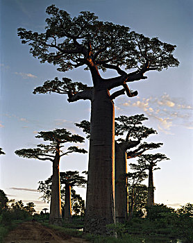 xô sô log an