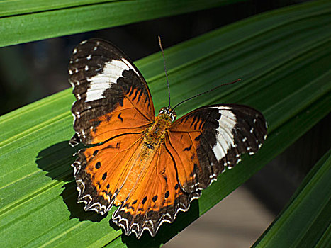 số cà mau