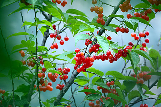 soi cầu 3 miền bắc trung nam