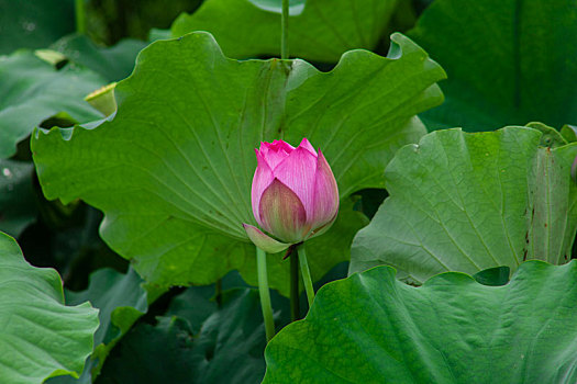 xem da ga truc tuyen