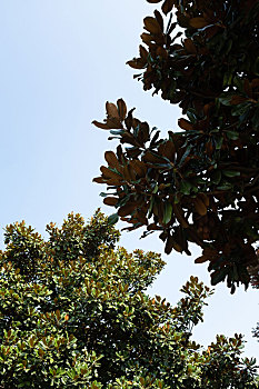 xổ số kiến thiết bạc liêu