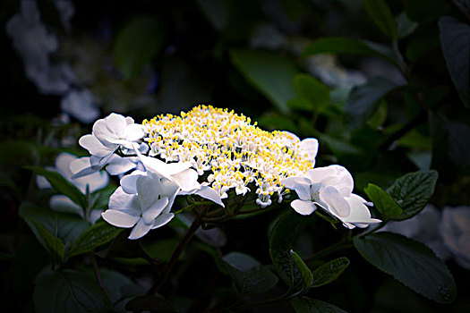 xổ số vĩnh