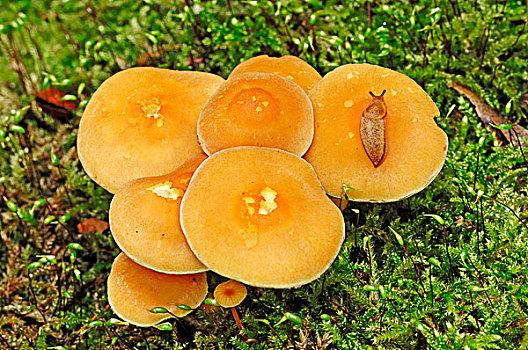 lô bạch thủ miền bắc