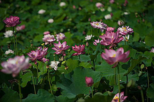 du doan xs 3 miền