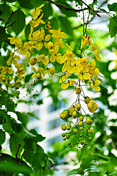 soi cầu lô miễn phí