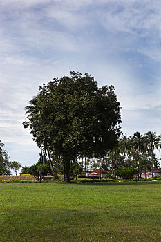soi cau 88 rong bach kim