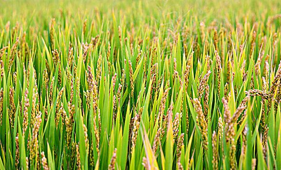 soi cầu đề bạch thủ