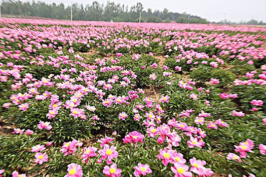 soi cầu đề chuẩn
