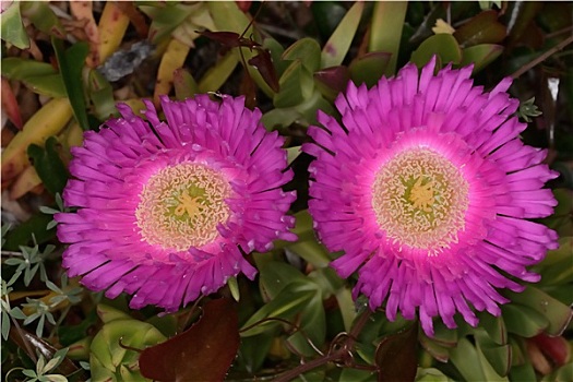 cầu lô chay