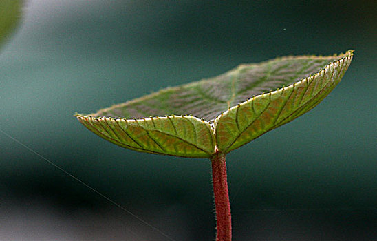 3 càng miền bắc