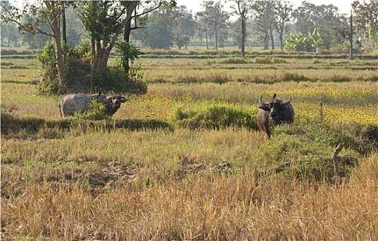 xổ số trong tuần
