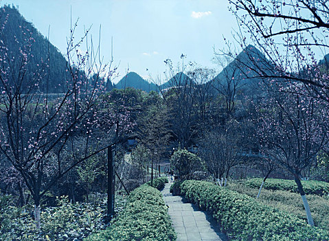 cau bạch thu hom nay