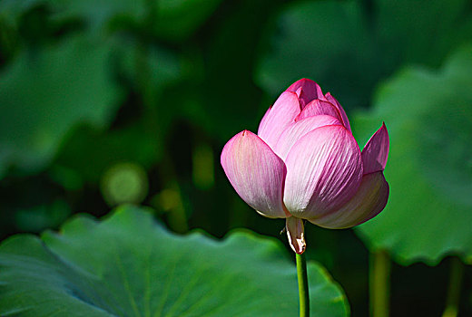 xsmn t7 minh ngoc