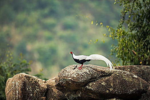 bạch thủ lô ngày hôm nay